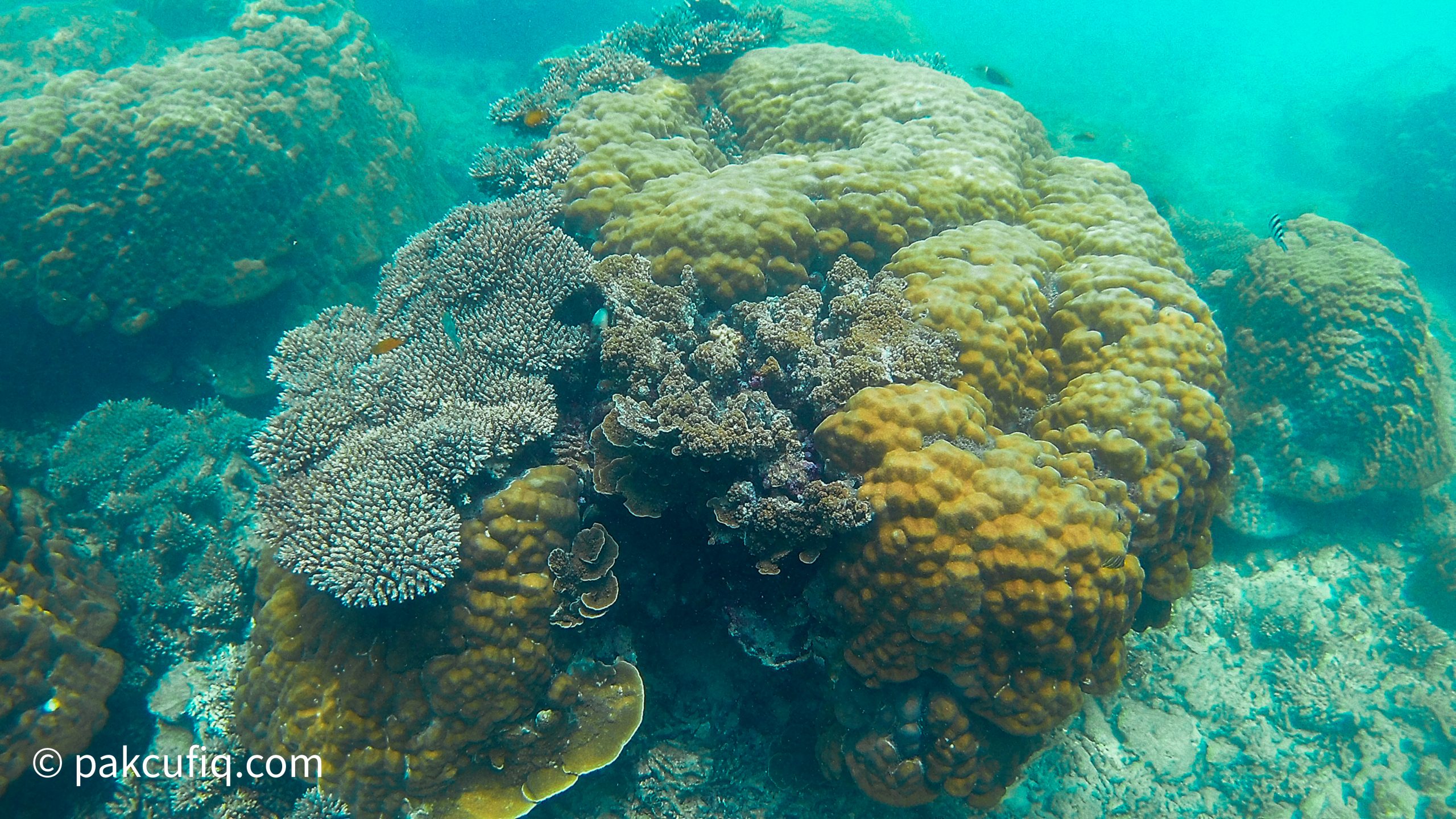 Snorkelling Trip Pulau Perhentian 